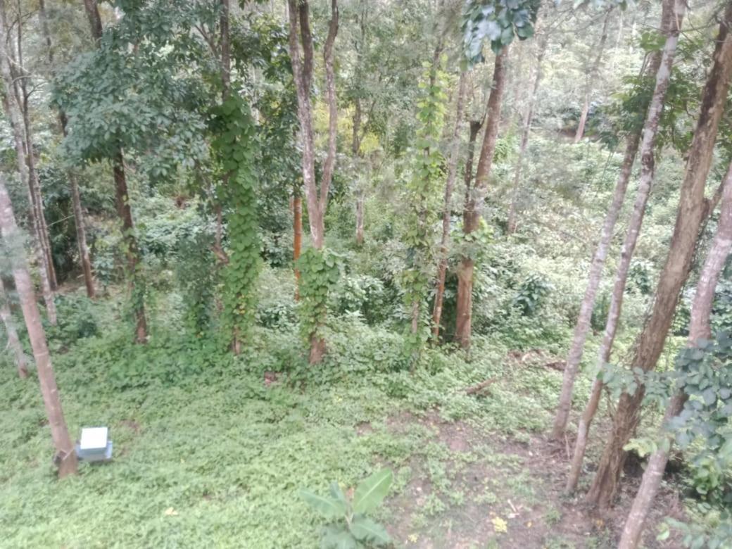 Vila Elephant Path Coorg 3Bhk Suntikoppa Exteriér fotografie